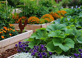 Kitchen Garden